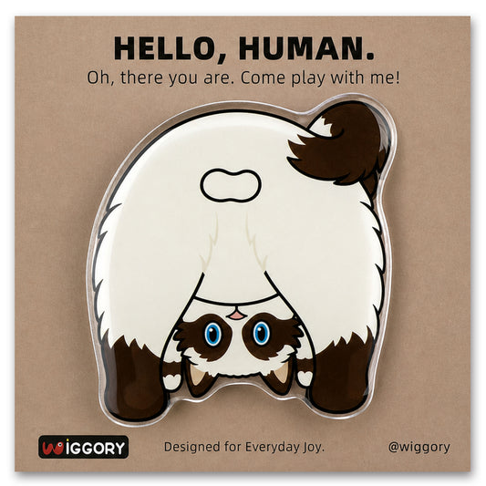 Brown&White Ragdoll
